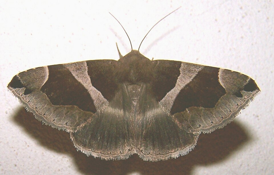 Photo of The passenger