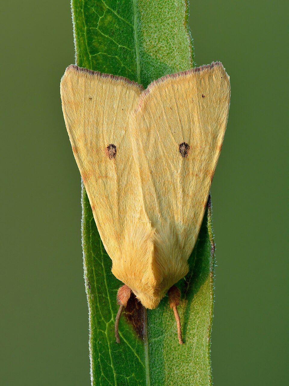 Photo of The sallow