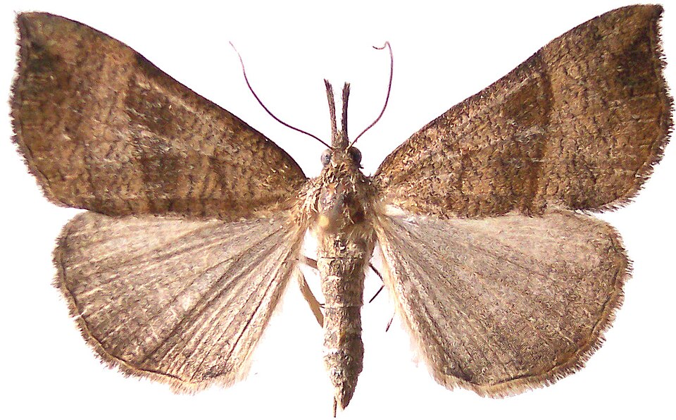 Photo of The snout