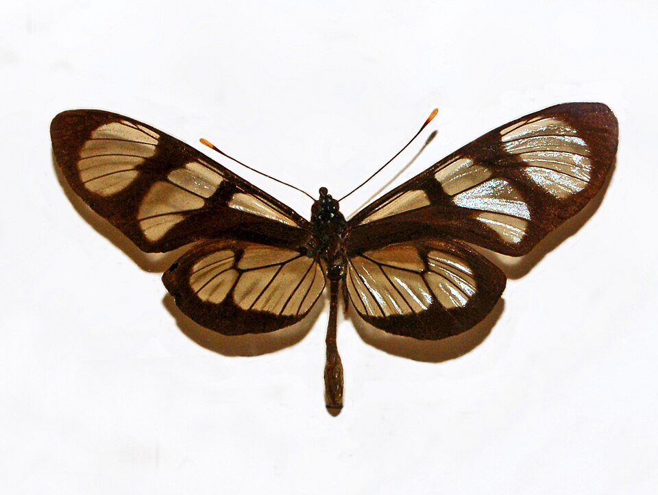 Photo of Themisto amberwing