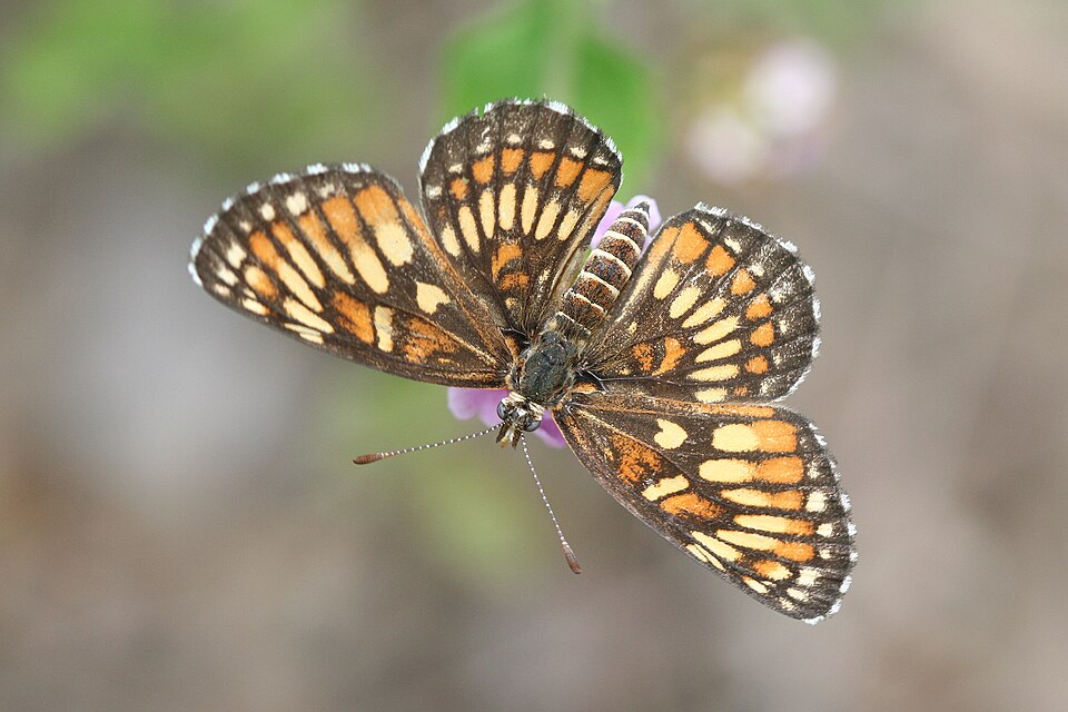 Photo of Theona checkerspot