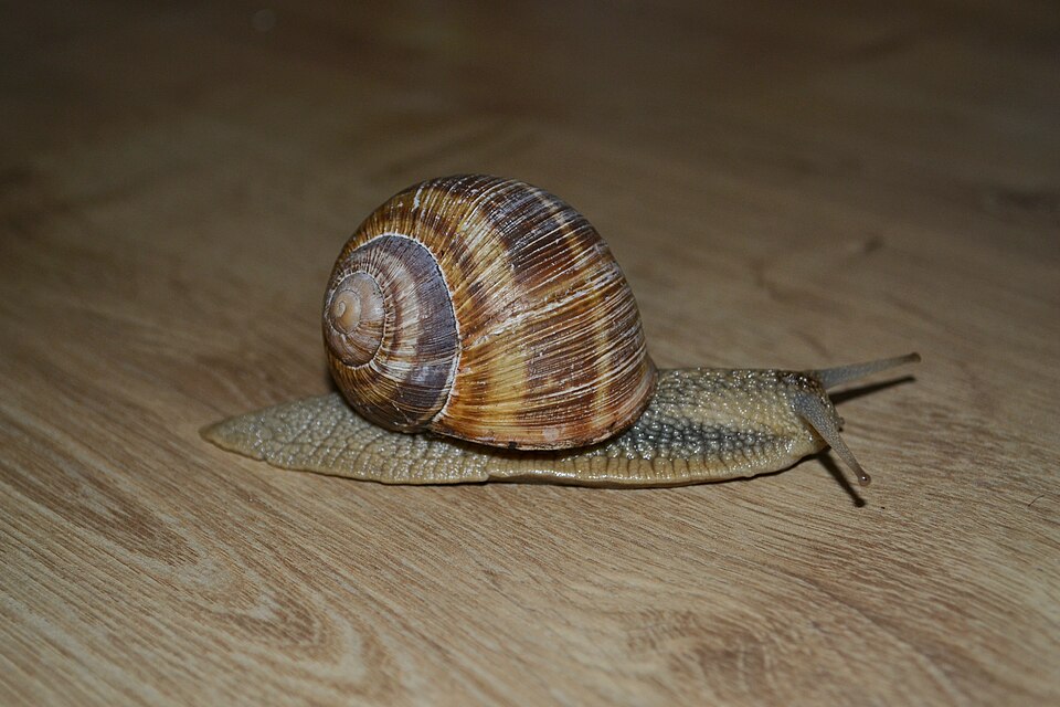 Photo of Thessalian snail