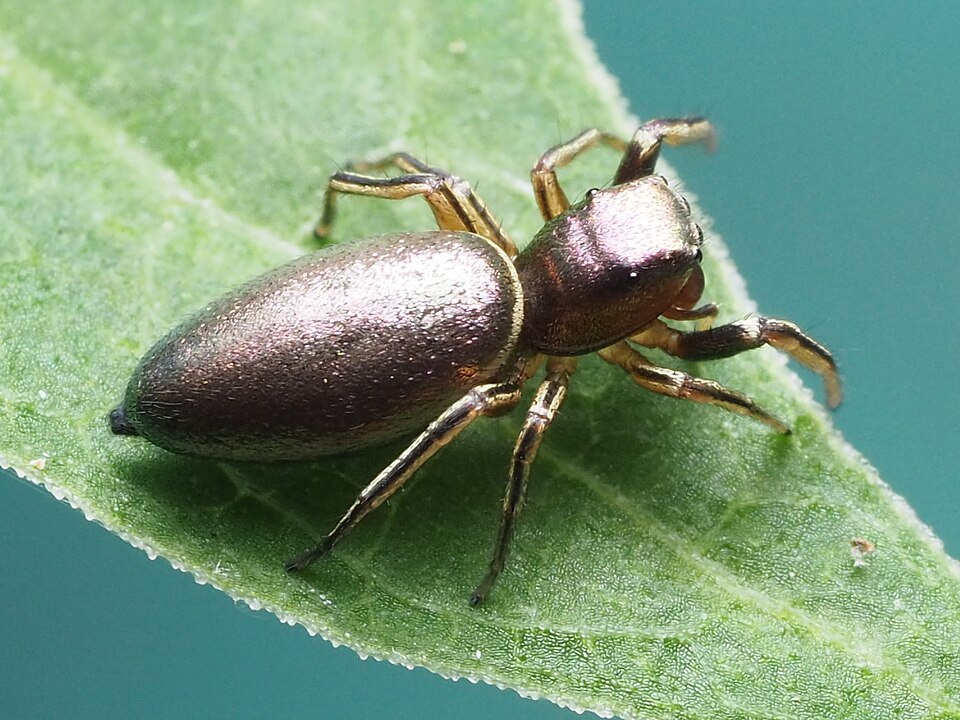 Photo of Thin-spined jumping spider