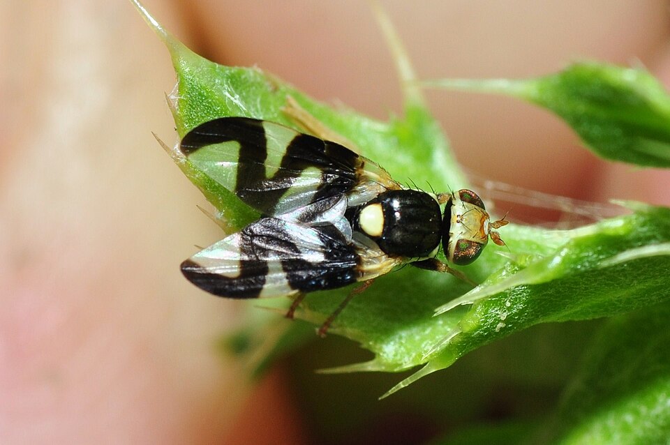 Photo of Thistle stem gall fly