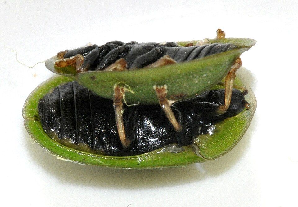 Photo of Thistle tortoise beetle
