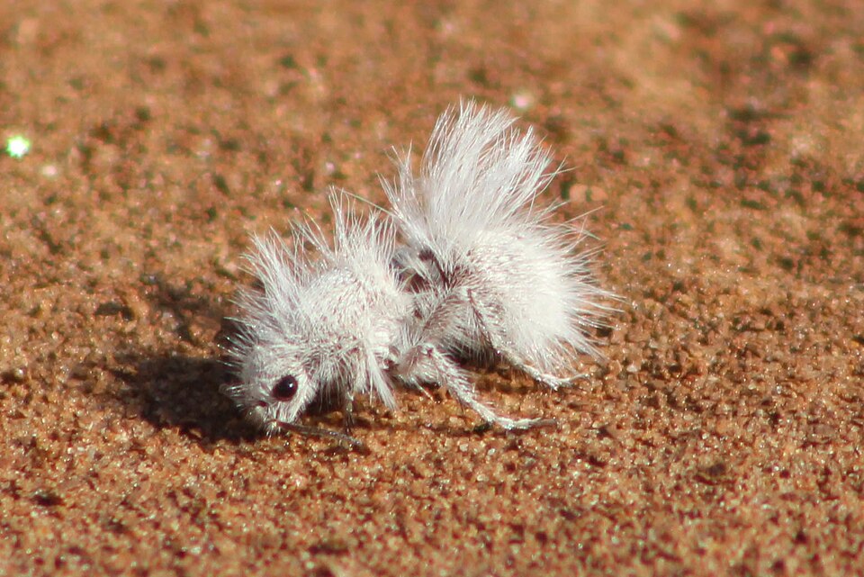 Photo of Thistledown velvet ant