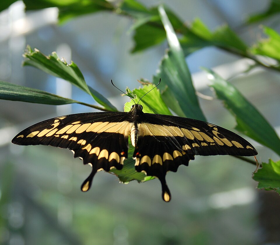 Photo of Thoas swallowtail