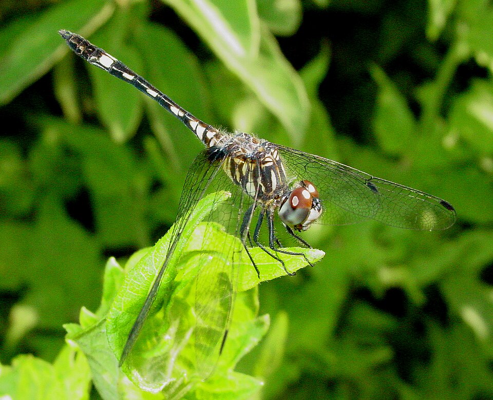Photo of Thornbush dasher