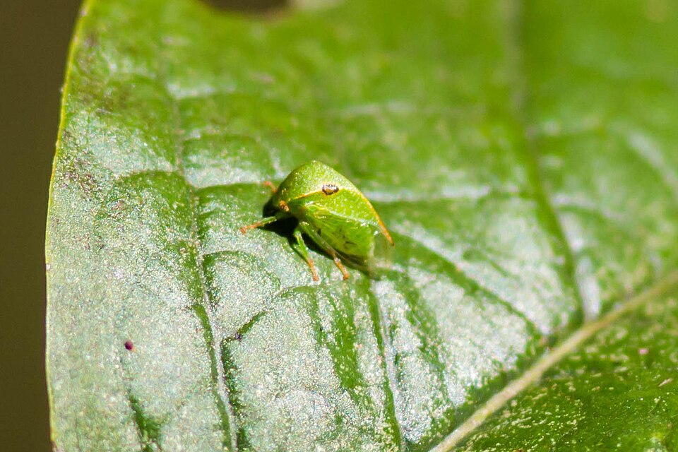 Photo of Three-cornered alfalfa hopper
