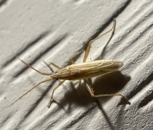 Photo of Three-spined grass bug