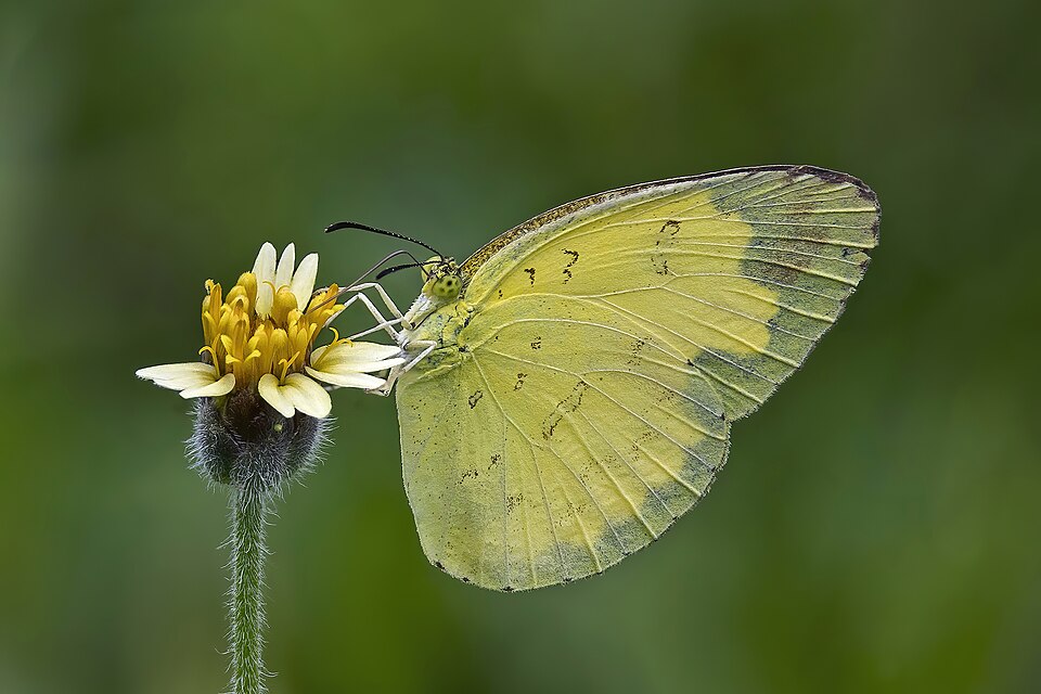 Photo of Three-spotted grass yellow