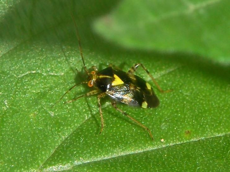 Photo of Three spotted nettle bug