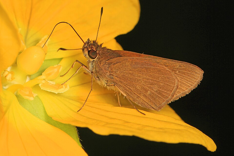 Photo of Three-spotted skipper