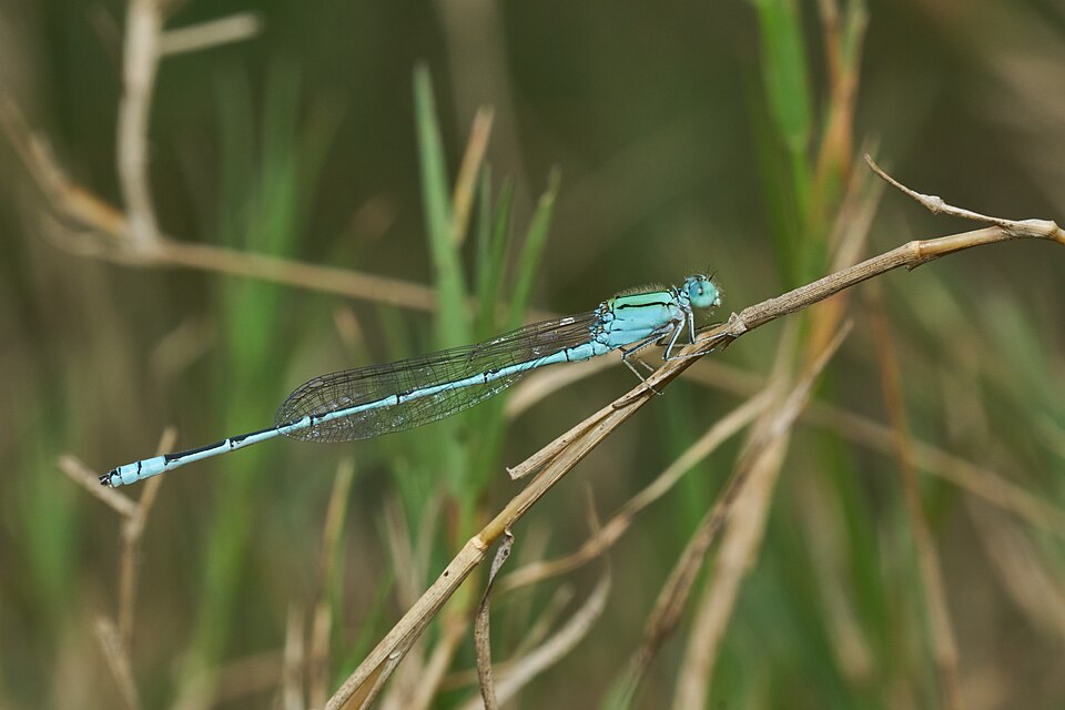 Photo of Three striped blue dart