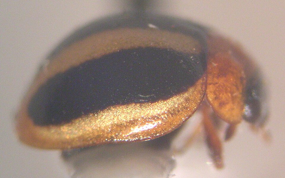 Photo of Three-striped lady beetle