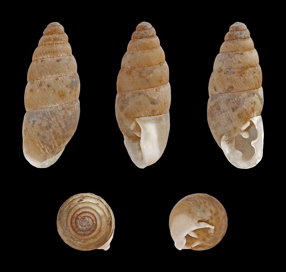 Photo of Three-tooth bulin