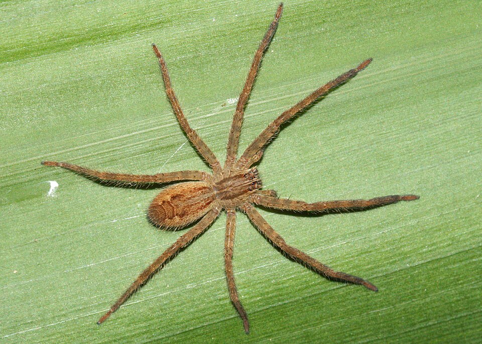 Photo of Tiger bromeliad spider