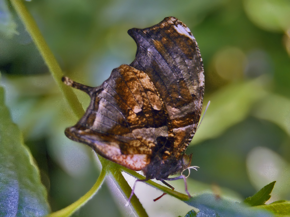Photo of Tiger leafwing
