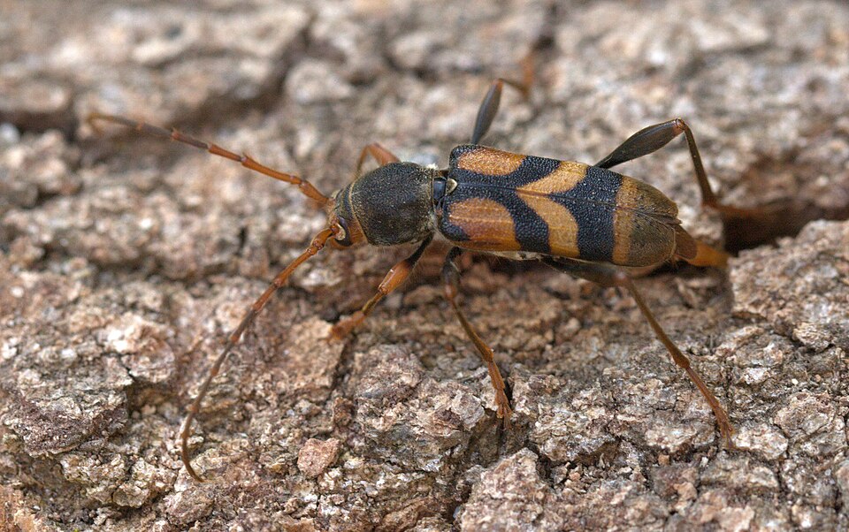Photo of Tiger longhorn
