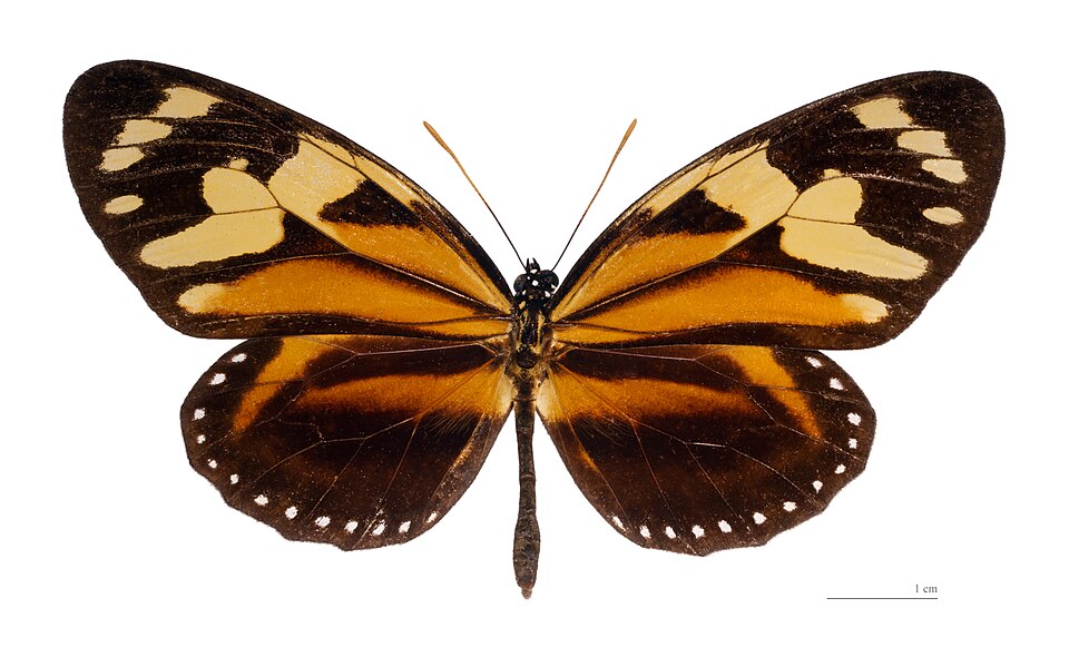 Photo of Tiger mimic-queen