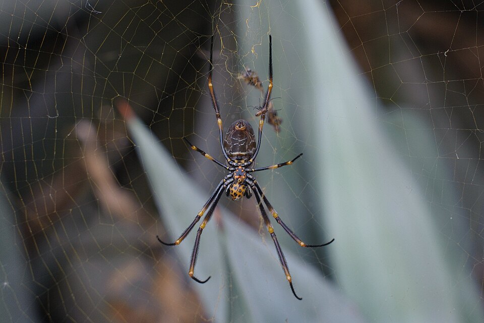Photo of Tiger spider