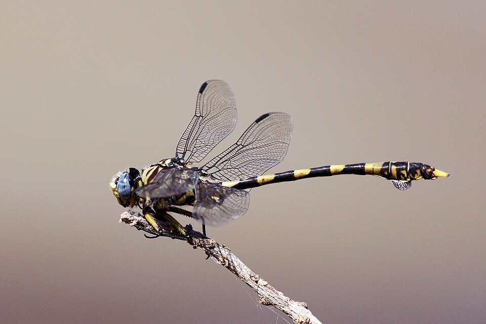 Photo of Tigertail