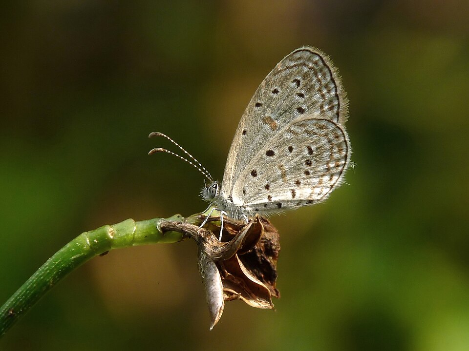 Photo of Tiny grass blue