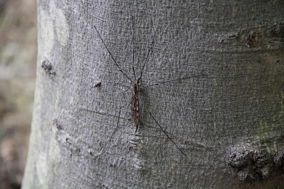 Photo of Giant crane fly