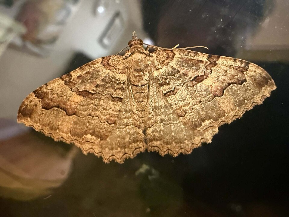 Photo of Tissue moth