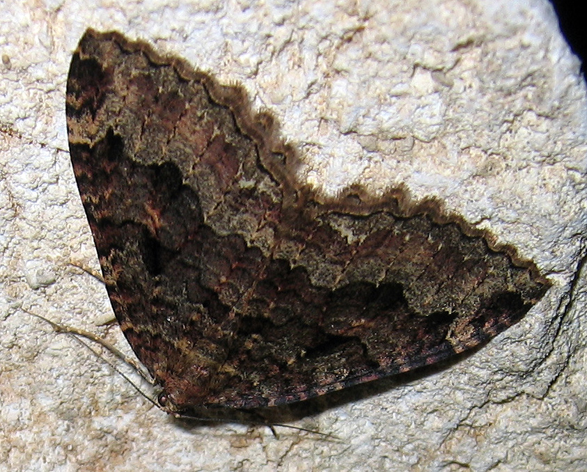 Photo of Tissue
