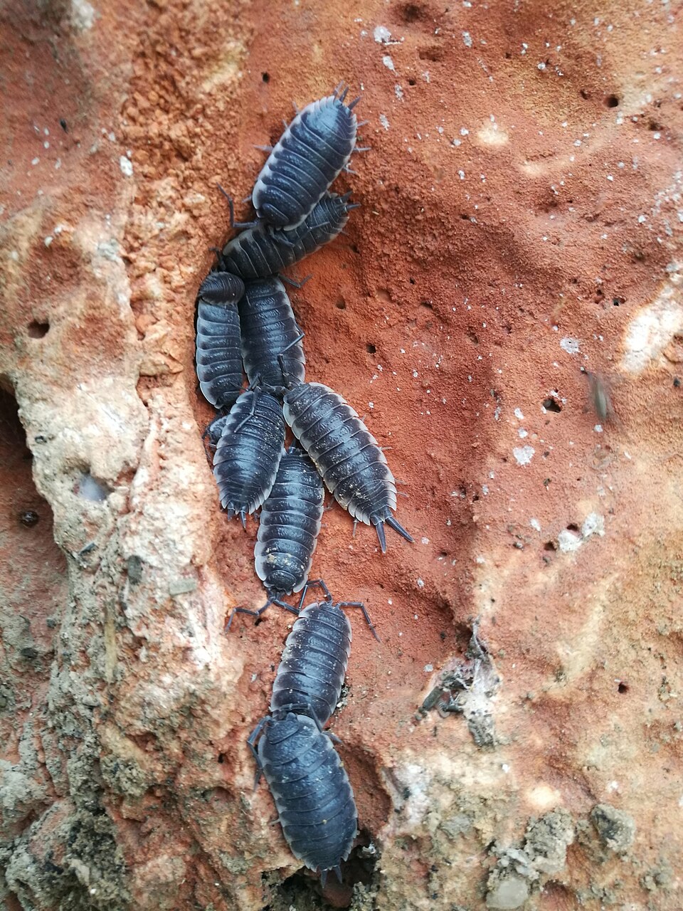 Photo of Titan isopod