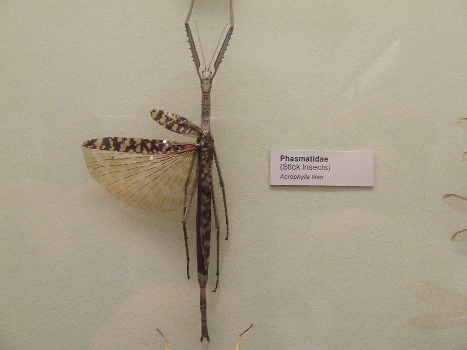 Photo of Titan stick insect