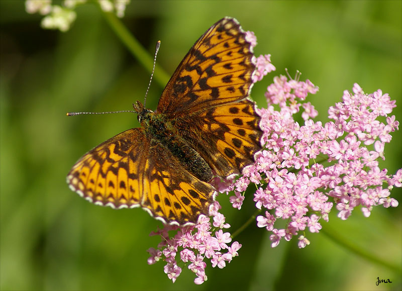 Photo of Titania's fritillary