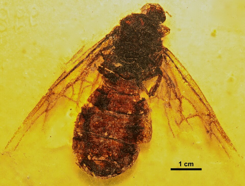 Photo of Titanomyrma
