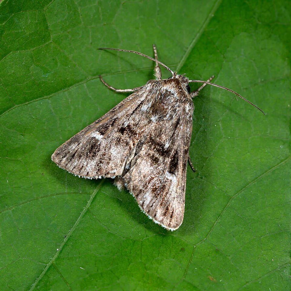 Photo of Toadflax brocade moth