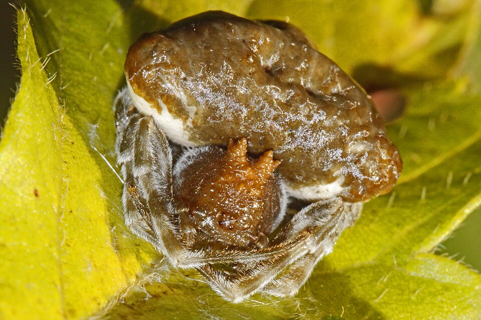 Photo of Toadlike bolas spider