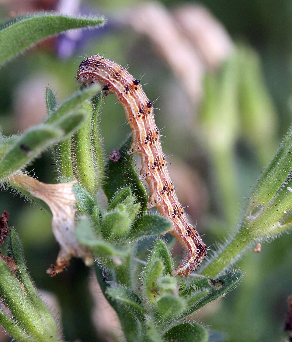 Photo of Tobacco budworm moth