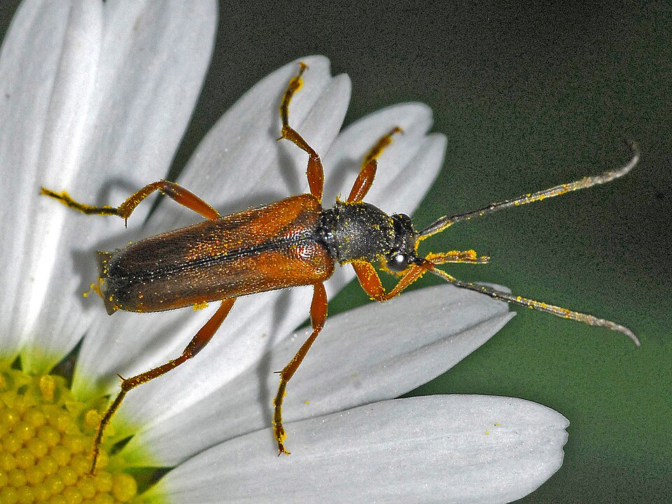 Photo of Tobacco-coloured longhorn beetle