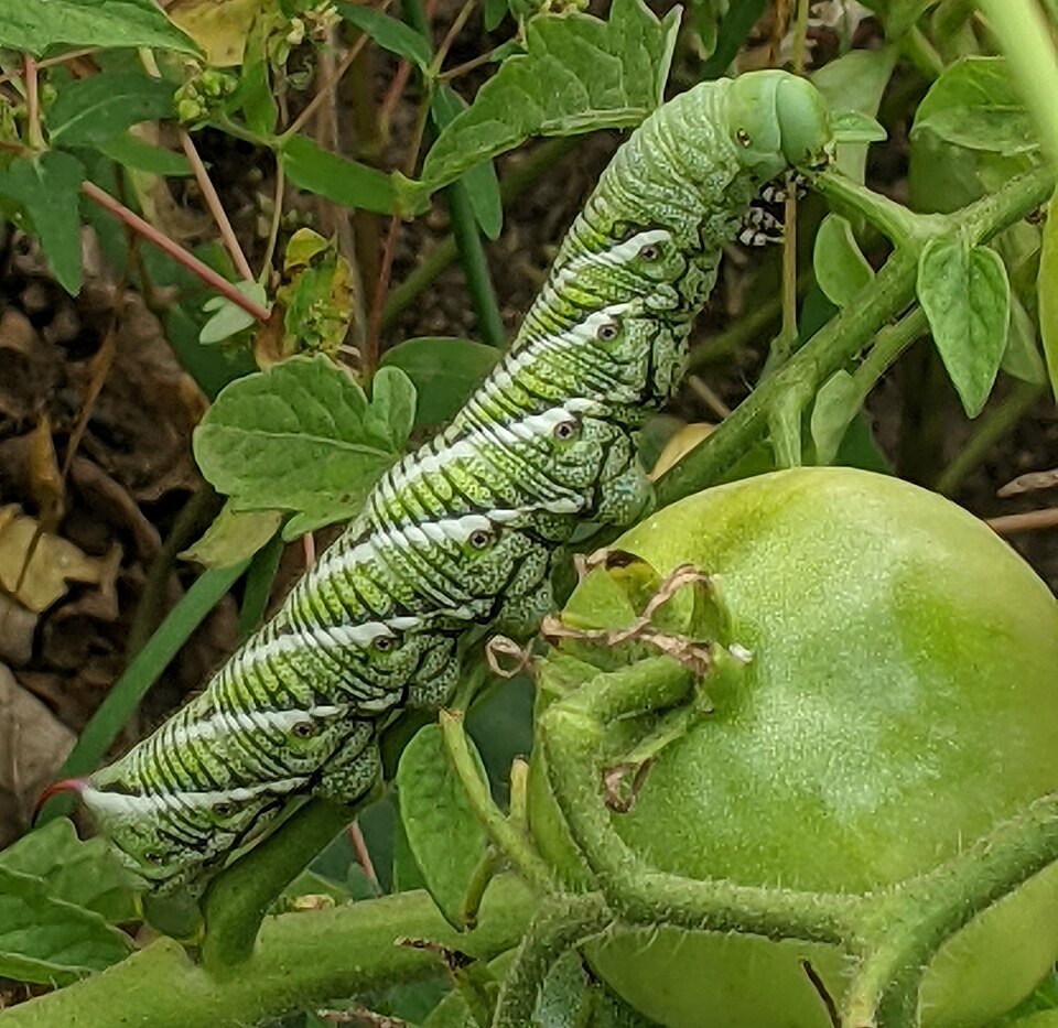 Photo of Tobacco hornworm