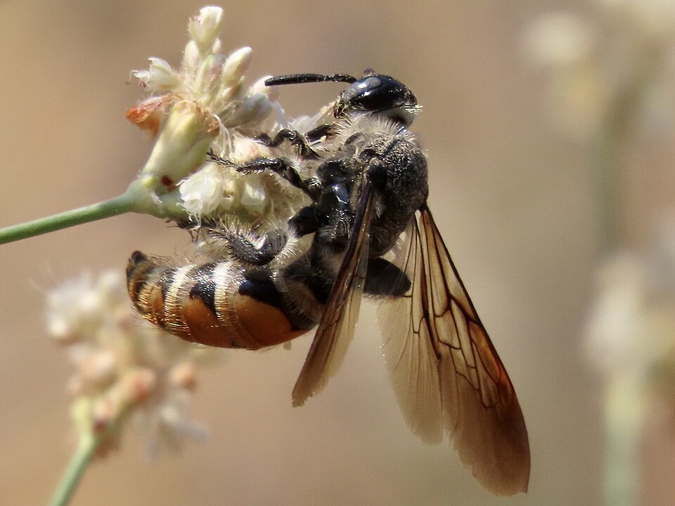 Photo of Toltec scoliid wasp