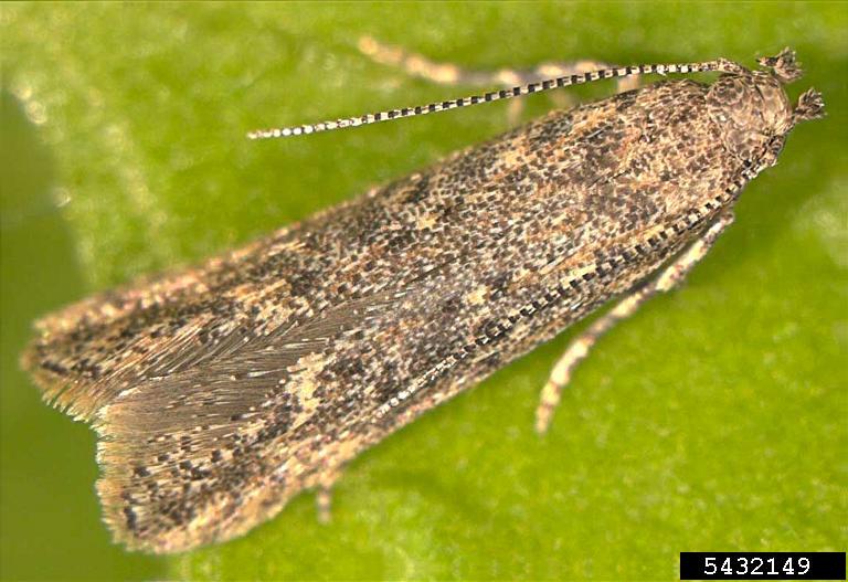 Photo of Tomato leafminer
