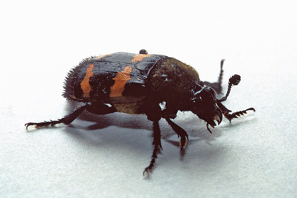 Photo of Tomentose burying beetle