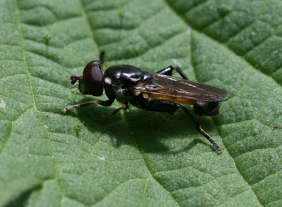 Photo of Tooth-thighed hoverfly