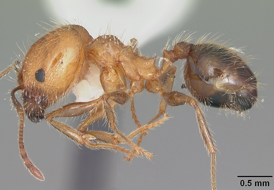 Photo of Toothed big-headed ant