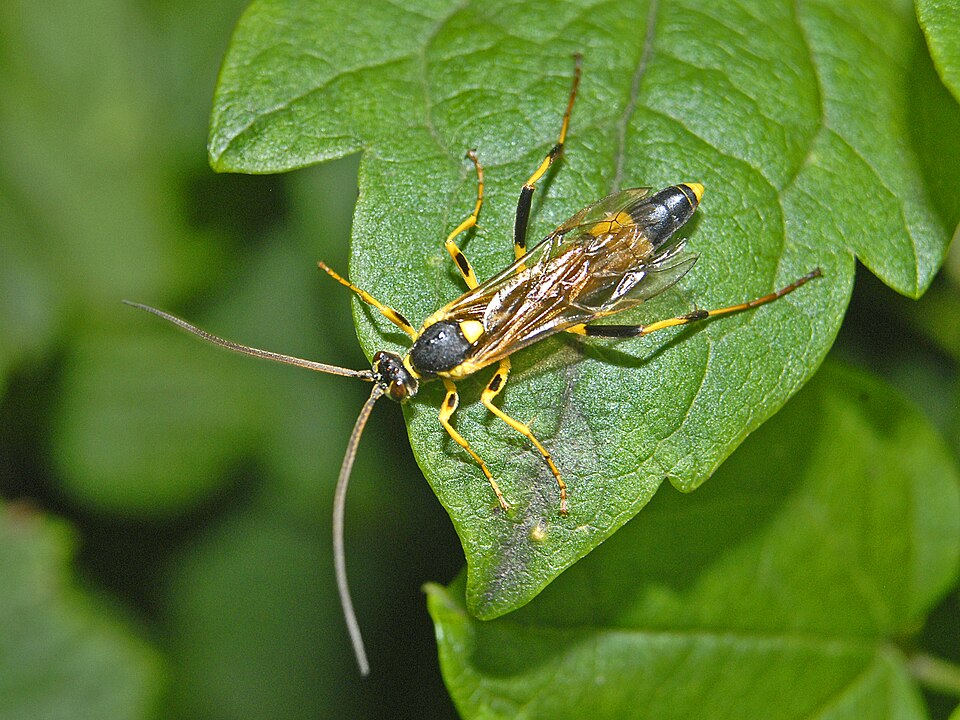 Photo of Toothed tiger ichneumon
