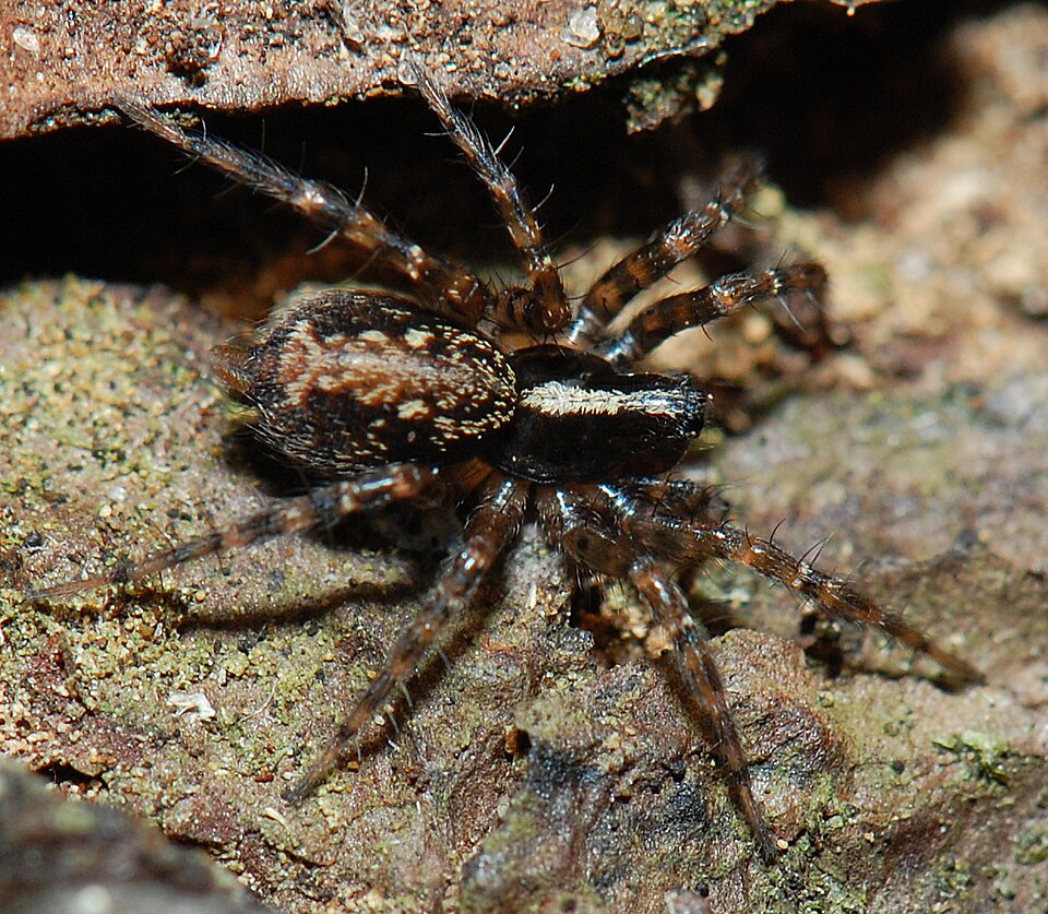 Photo of Toothed weaver
