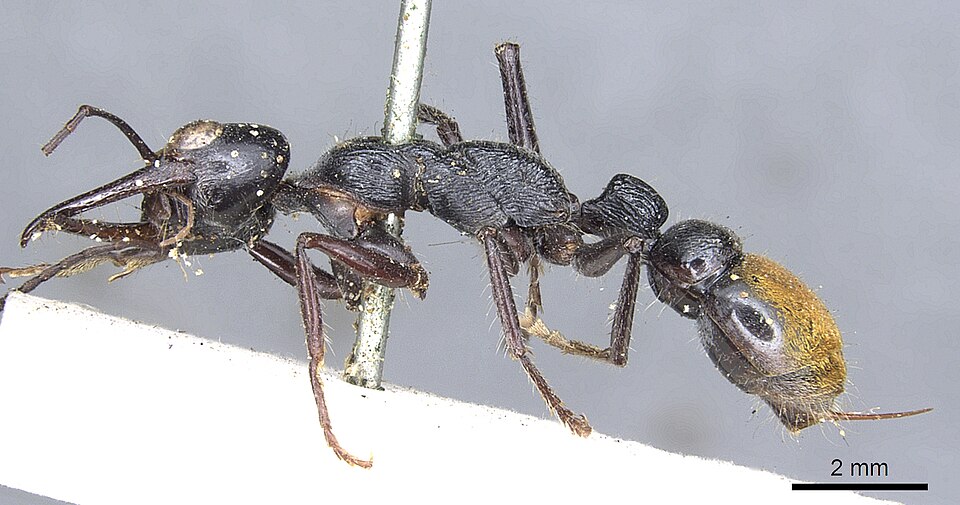 Photo of Toothless bull ant