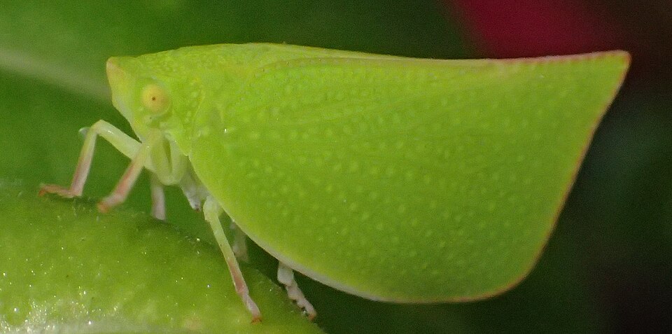 Photo of Torpedo bug