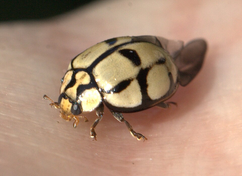 Photo of Tortoise-shelled lady beetle