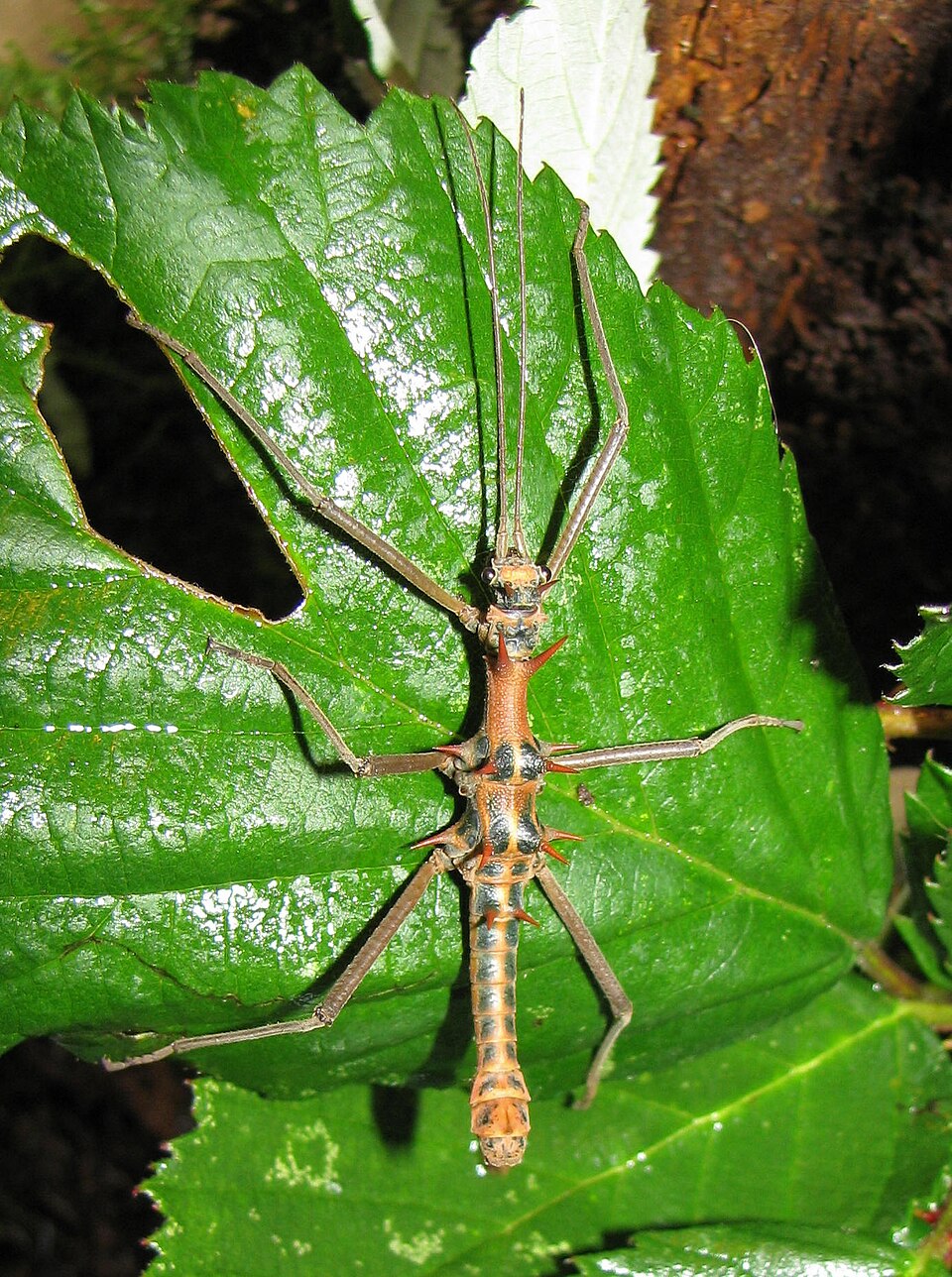 Photo of Touch-me-not stick insect